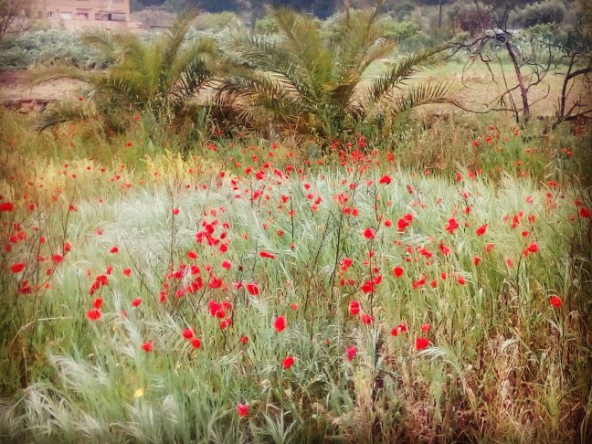 93021962_2603810029892711_8815428655736946688_o